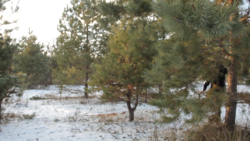 Strange man in a hipster sunglasses with beard comes out from behind a pine tree, puts the ax on his shoulder and after goes away.