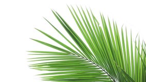 Tropical coconut palm fronts sway in a gentle breeze. isolated against the white background of an overcast sky.