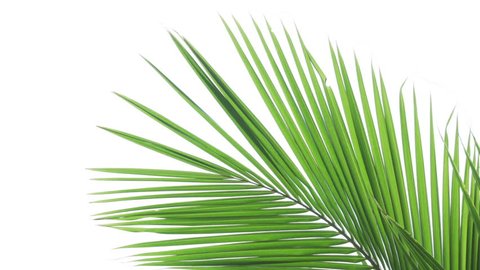 Tropical coconut palm fronts sway in a gentle breeze. isolated against the white background of an overcast sky.