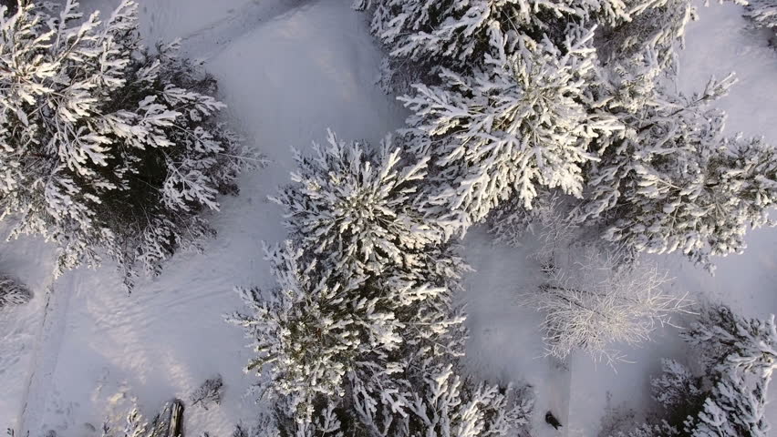 Evergreen pines covered with snow are on courtyard. Footprints are in snow and on pathway. Flight above tree tops