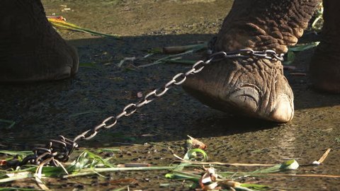 Leg and foot of a captive elephant. straining against the chain that binds him at a tourist business in Southeast Asia.