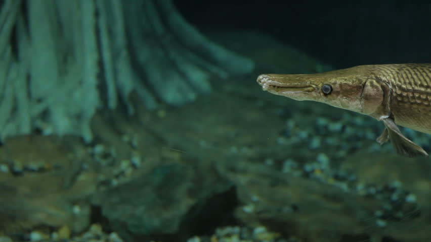Alligator gar (Atractosteus spatula), the ray-finned euryhaline fish.