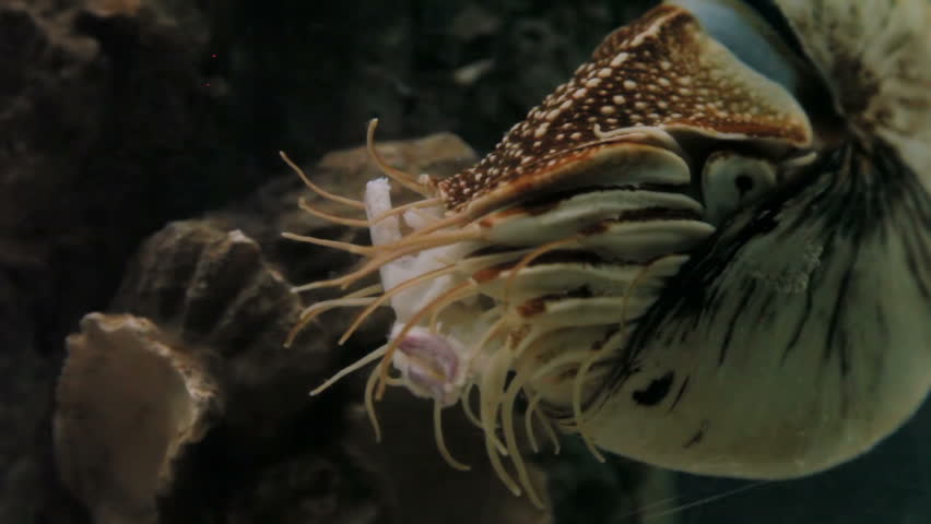 Chambered Nautilus (Nautilus pompilius), one of the living fossils which existed 500 million years ago.