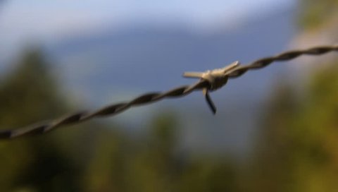 Detailed presentation of a barbed wire in the nature. A pasture fence, freedom barrier, prison barrier, prison fence, home safety or else?