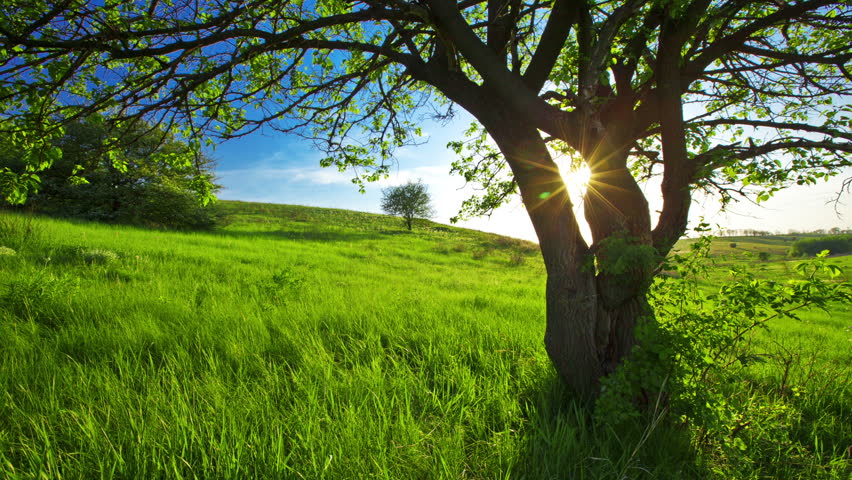 Summer Landscape : Video de stock (totalmente libre de regalías ...