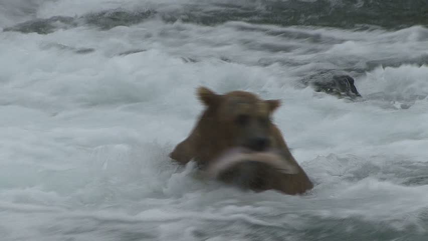 A Brown Bear catches and eats a salmon at the base of Brooks Falls in Alaska.