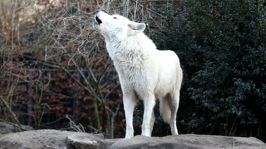 Howling White Wolf Stock Footage Video 100 Royalty Free Shutterstock