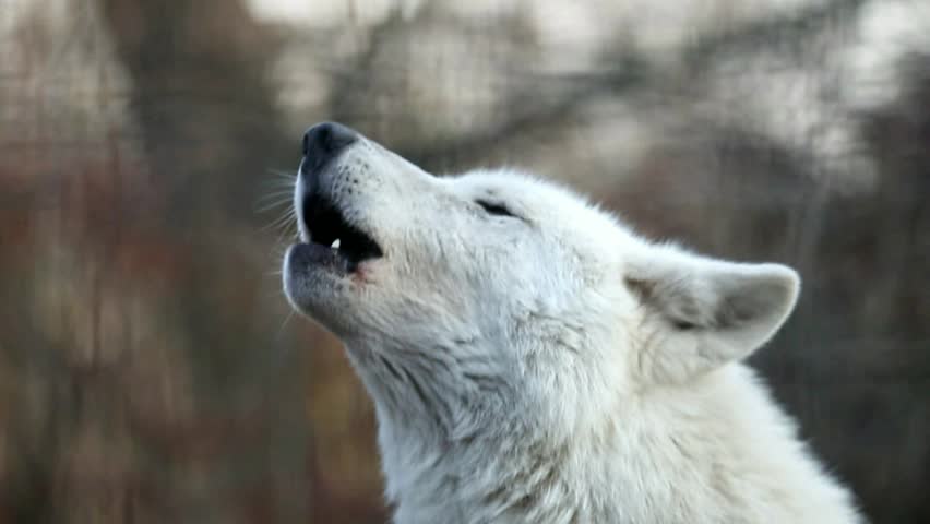 Howling white wolf Royalty-Free Stock Footage #23466313