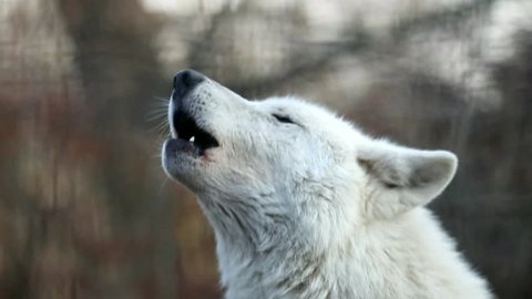Howling white wolf