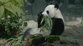 Panda eats bamboo leaves and shoots. UltraHD 2160p 4k video