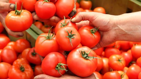 Tomato in a Greenhouse. Women working, picking tomato స్టాక్ వీడియో