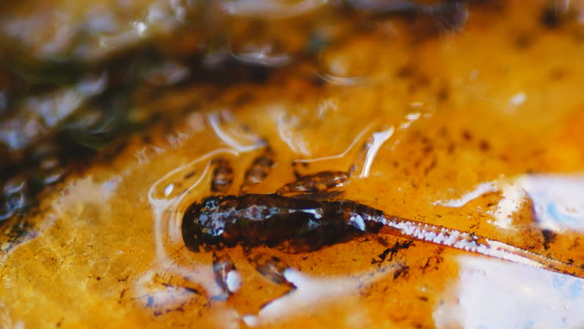 Mayfly nymph in trout stream, aquatic entomology
