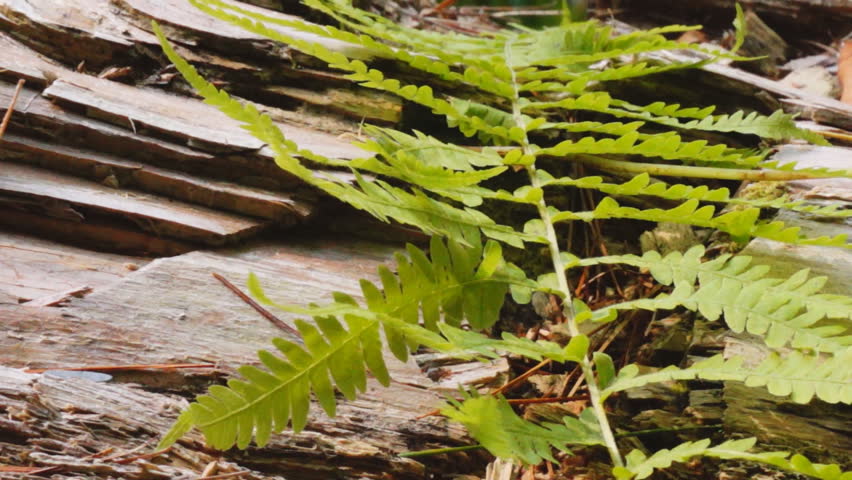 fern on southern appalachian fallen old log