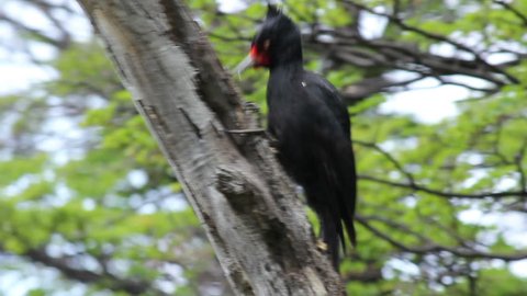 Magellanic Woodpecker (female) on Tree