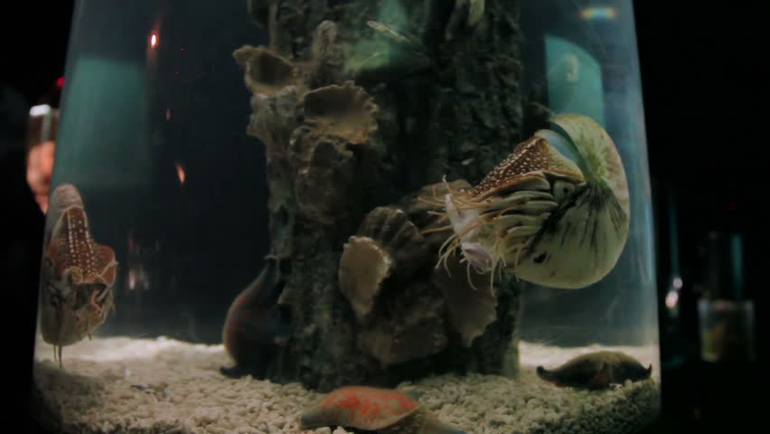 Chambered Nautilus (Nautilus pompilius), one of the living fossils which existed 500 million years ago.