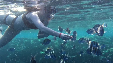 Woman under water with exotic fishes. Girl is feeding a lot of exotic color fishes in the ocean.
