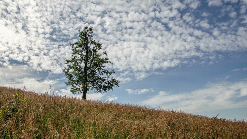 Clouds Moving over Alone Beech Tree and Field of Dry Grass Twinkle Time Lapse