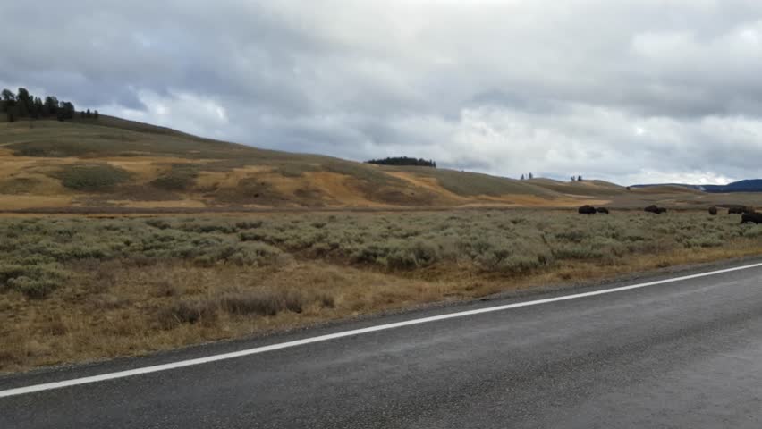 Driving by a field full of brown buffalos, in Yellowstone national park, in Wyoming, United states of america