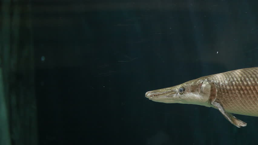 Alligator gar (Atractosteus spatula), the ray-finned euryhaline fish.