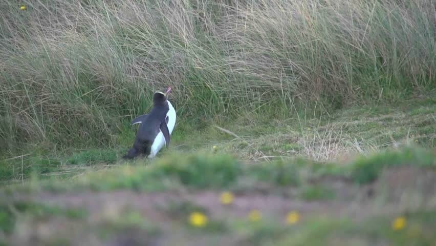 The yellow Eyed Penguins return to the land each evening on dusk 