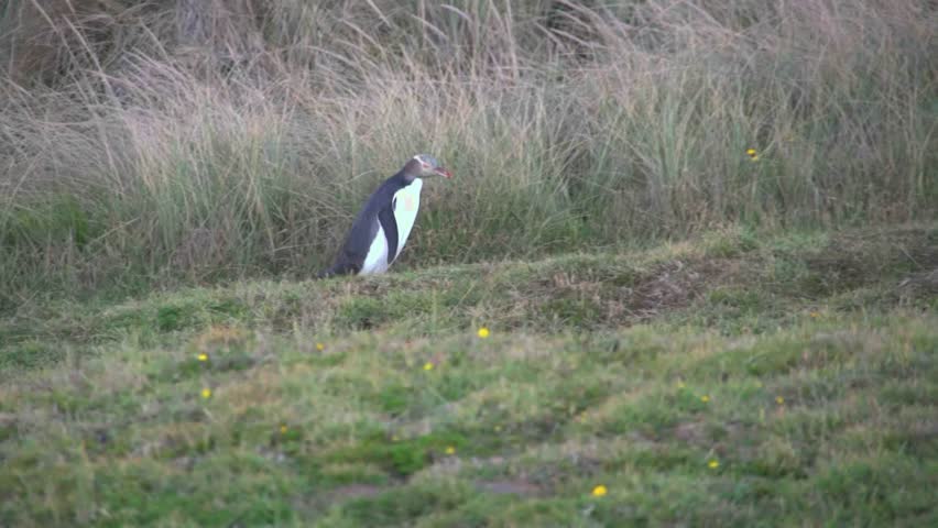 The yellow Eyed Penguins return to the land each evening on dusk and are viewed