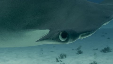 Great Hammerhead Shark Big Close Up of Eye, slow motion swim past