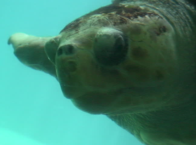 Turtle.Close up