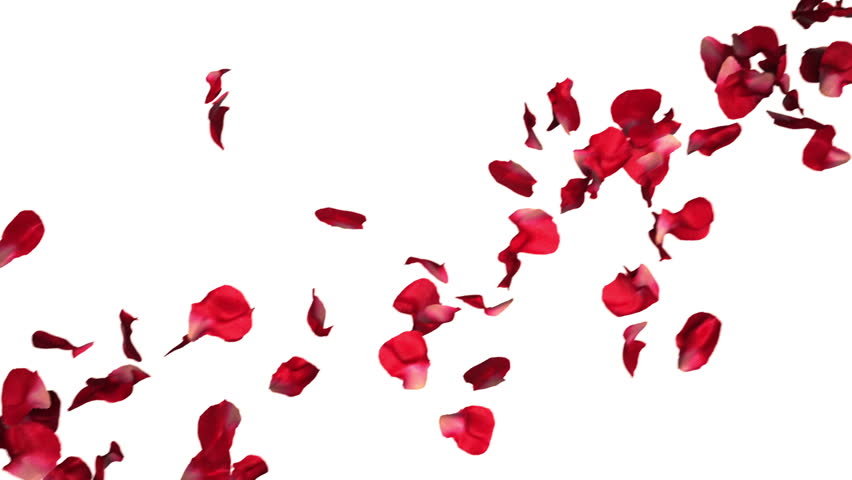 Rose Petals Falling In Slow Stock Footage Video 100 Royalty Free Shutterstock
