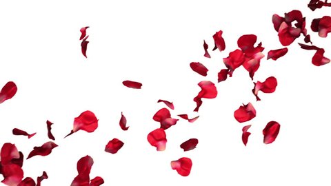 Rose petals falling in slow motion