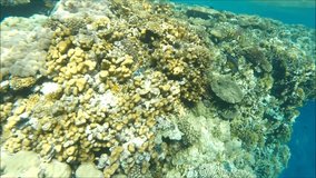 dive in the Red Sea in Egypt, shot on Go Pro camera. Video can be used for video documentaries and advertising.