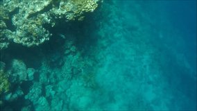 dive in the Red Sea in Egypt, shot on Go Pro camera. Video can be used for video documentaries and advertising.