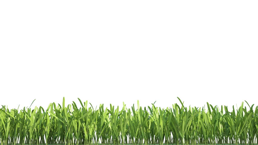 A time-lapse animation of a growing grass