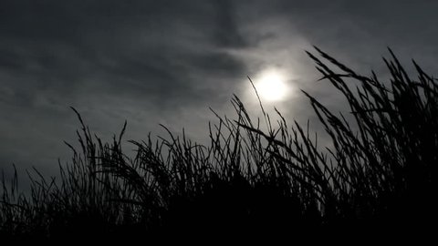 Grass silhouette and sun in the grey sky