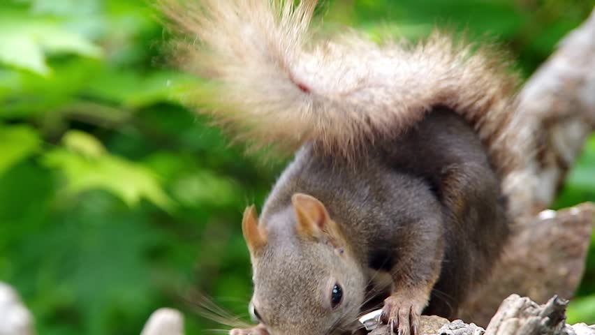 Hokkaido Squirrel eating sunflower seeds