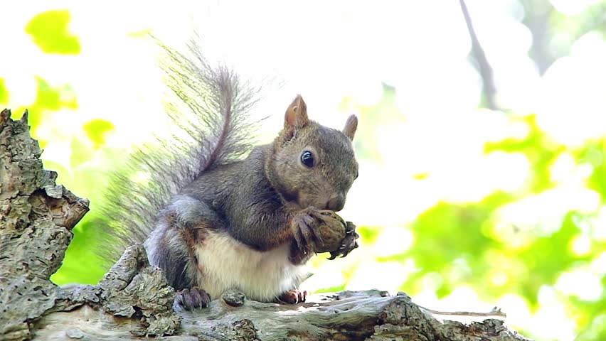 Hokkaido Squirrel eating walnut
