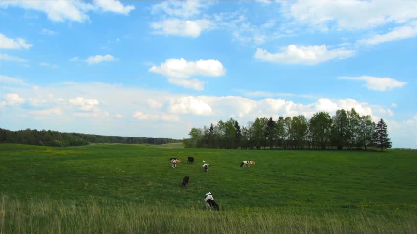 cows in the meadow, timelapse