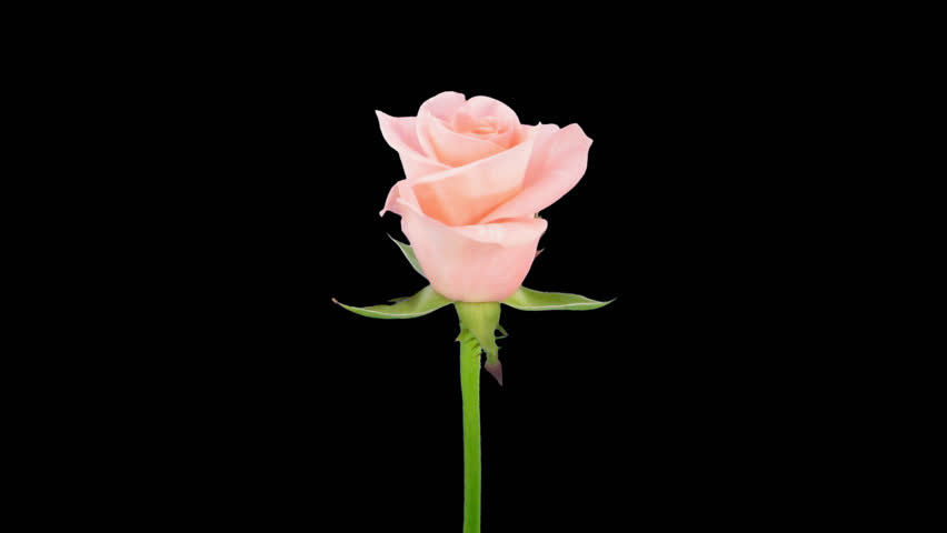 pink rose for girlfriend