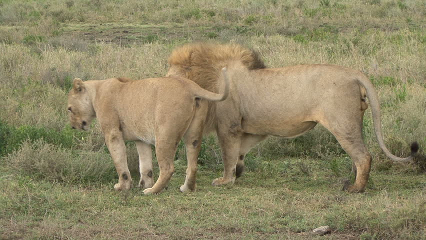 Premating actions of lions in Tanzania, Africa.