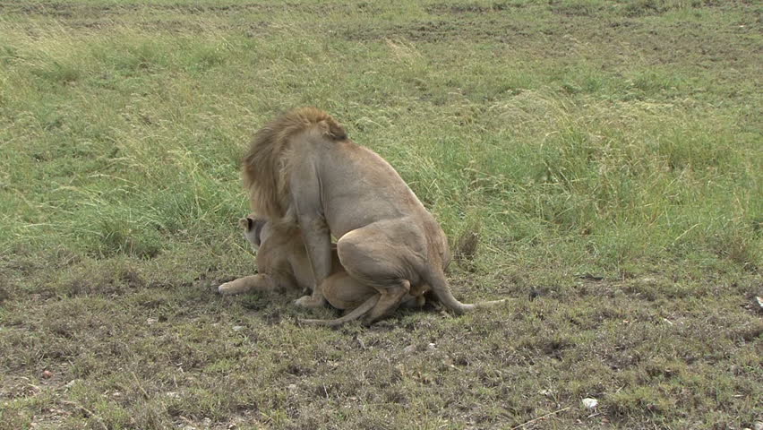 Lions mate in Tanzania, Africa.