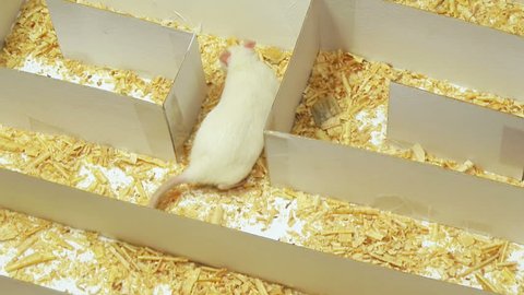 Rat Maze Camera Follows Rat Maze Stock Footage Video (100% Royalty-free ...