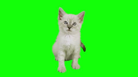 Cat Sitting Green Screen (HD)  Siamese one month old kitten shot against green screen in a sitting position. Use your favorite green screen knock application and use anywhere.
