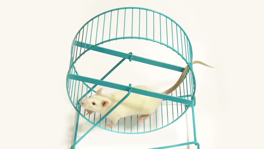 dog cage for large dog