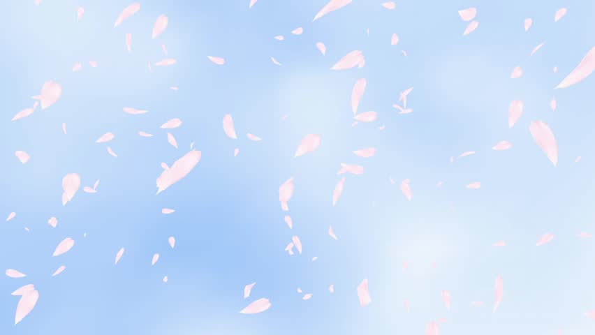 Falling pink rose petals or cherry tree blossoms over blue sky. Spring slow motion HD animation, close up with blurred background. Royalty-Free Stock Footage #23490199