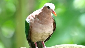 Green pigeon or emerald dove, Chalcophaps Indica, bird asia Thailand. HD video footage