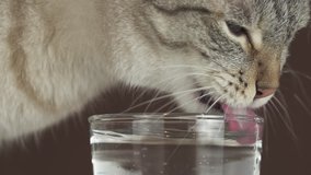 Thai cat drinks water from a glass slow motion stock footage video