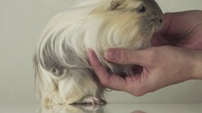 Favorite guinea pig breed Coronet cavy trusting in the good gentle female hands slow motion stock footage video