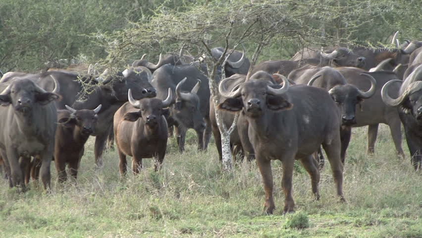 A herd of Cape Buffalo run away in Tanzania, Africa.
