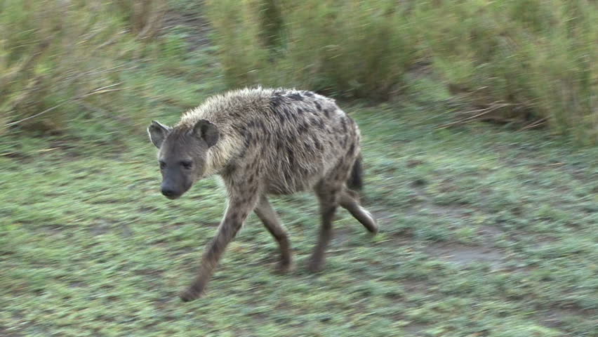 A Hyena walks by in Tanzania, Africa.
