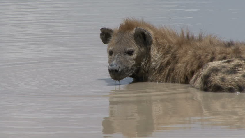 A closeup of a Hyena and it's reflection in a stream in Tanzania, Africa.