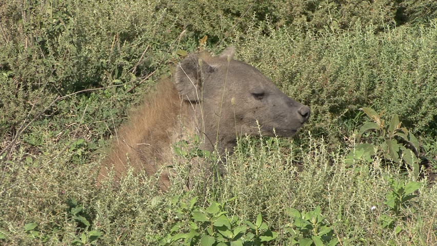 A closeup of a Hyena's face taken in Tanzania, Africa. 